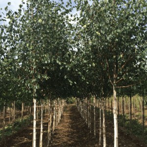 breza himalájska jacquemontii, breza jacquemontii, breza himalájska, betula utilis jacquemontii