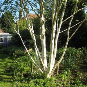 breza himalájska jacquemontii, breza jacquemontii, breza himalájska, betula utilis jacquemontii, breza himalájska jacquemontii tvar viackmeň, breza himalájska tvar viackmeň,  breza tvar viackmeň