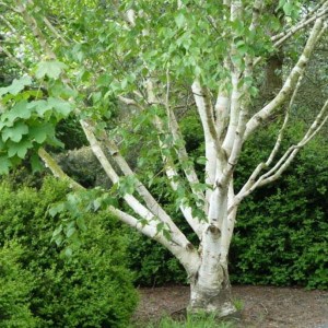 breza himalájska jacquemontii, breza jacquemontii, breza himalájska, betula utilis jacquemontii, breza himalájska jacquemontii tvar viackmeň, breza himalájska tvar viackmeň,  breza tvar viackmeň