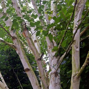 breza himalájska jacquemontii, breza jacquemontii, breza himalájska, betula utilis jacquemontii, breza himalájska jacquemontii tvar viackmeň, breza himalájska tvar viackmeň,  breza tvar viackmeň