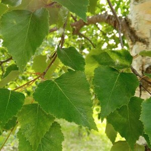 breza previsnutá, betula pendula, breza, breza previsnutá, betula, betula pendula, brezy, breza previsnutá 230-250cm, breza 230-250cm.