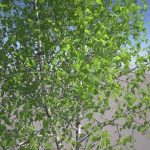 breza previsnutá gracilis, betula pendula gracilis, breza gracilis, betula pendula, breza, brezy, pendula gracilis
