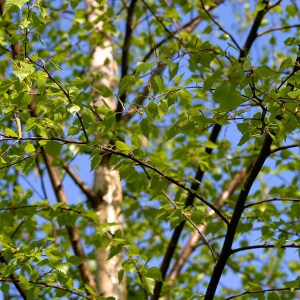 breza previsnutá, betula pendula, breza, breza previsnutá, betula, betula pendula, brezy, breza previsnutá 270-300cm, betula pendula 270-300cm