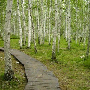 breza previsnutá, betula pendula, breza, breza previsnutá, betula, betula pndula, brezy