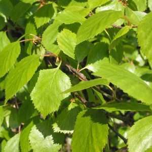 breza previsnutá, betula pendula, breza, breza previsnutá, betula, betula pndula, brezy