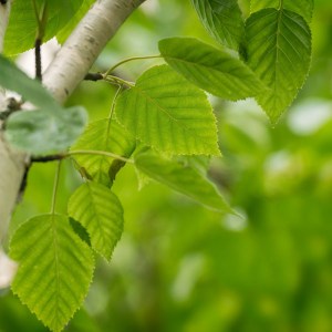 breza previsnutá, betula pendula, breza, breza previsnutá, betula, betula pndula, brezy