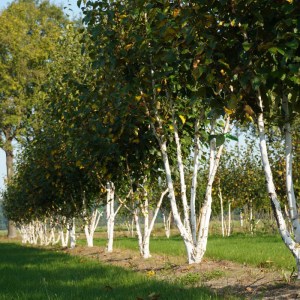breza himalájska Doorenbos, breza Doorenbos, breza himalájska, betula utilis jacquemontii, breza himalájska Doorenbos tvar viackmeň, breza himalájska tvar viackmeň,  breza tvar viackmeň