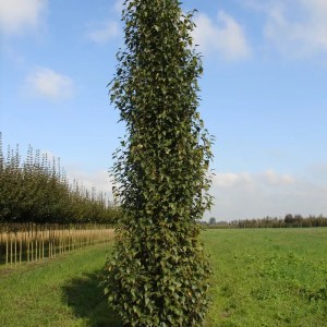 breza previsnutá fastigiata,betula pendula fastigiata,okrasná breza,stĺpovitá breza,biela kôra,solitér,záhrada,park