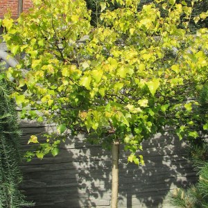 breza previsnutá golden cloud,betula pendula golden cloud,zlatožltá breza,okrasná breza,biela kôra,solitér,záhrada,park