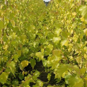 breza previsnutá golden obelisk,betula pendula golden obelisk,zlatožltá breza,stĺpovitá breza,okrasná breza,solitér,záhrada,park