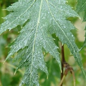 breza previsnutá gracilis, betula pendula gracilis, breza gracilis, betula pendula, breza, brezy, pendula gracilis, breza previsnutá gracilis 160-180cm, breza gracilis 160-180cm