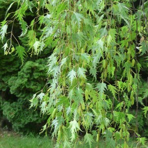 breza previsnutá gracilis, betula pendula gracilis, breza gracilis, betula pendula, breza, brezy, pendula gracilis