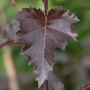 breza previsnutá purpurea, betula pendula purpurea, purpurová breza, purpurova breza, červená breza, breza purpurea