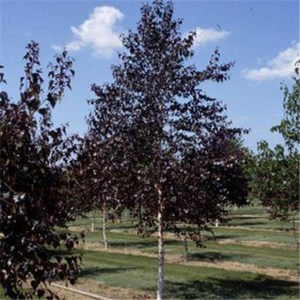 breza previsnutá purpurea, betula pendula purpurea, purpurová breza, purpurova breza, červená breza, breza purpurea