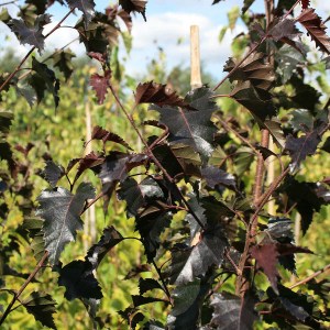 breza previsnutá purpurea, betula pendula purpurea, purpurová breza, purpurova breza, červená breza, breza purpurea