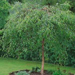 breza previsnutá youngii, betula pendula youngii, breza, breza previsnutá, betula, betula pendula, breza youngii, breza previsnutá youngii kmienik 170cm