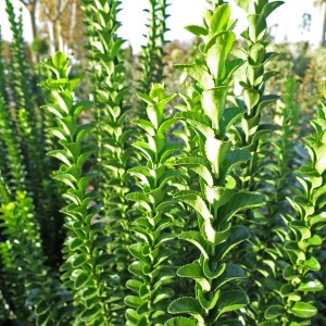 bršlen japonský benkomasaki, euonymus japonicus benkomasaki., bršlen japonský, bršlen benkomasaki