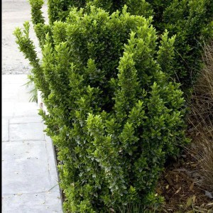 bršlen japonský geen spire, euonymus japonicus green spire, bršlen green spire, bršlen japonský