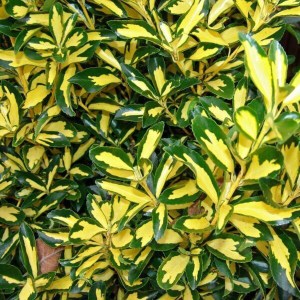 bršlen japonský aureus, euonymus japonicus aureus, bršlen aureus, zlatý bršlen, euonymus japonicus 