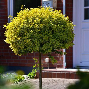 bršlen japonský aureus, euonymus japonicus aureus, bršlen japonský aureus na kmienku, euonymus japonicus aureus, bršlen na kmienku