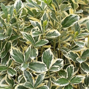 bršlen japonský bravo, euonymus fortunei bravo, bršlen bravo, euonymus bravo