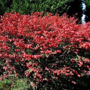 bršlen krídlatý, euonymus alatus compacta, bršlen, brslen