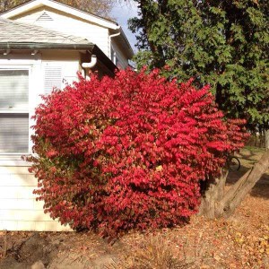 bršlen krídlatý, euonymus alatus, bršlen, brslen, brslen kridlaty, euonymus