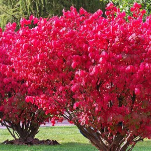 bršlen krídlatý, euonymus alatus, bršlen, brslen, brslen kridlaty, euonymus