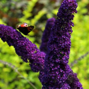 budleja dávidova black knight, buddleja davidii black knight