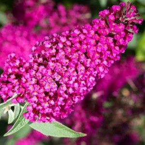 budleja dávidova dark pink, buddleja davidii dark pink, budleja dávidova