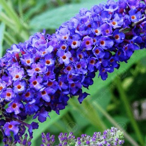 budleja dávidova empire blue, buddleja davidii empire blue, budleja dávidova