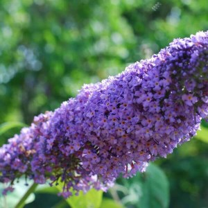 budleja dávidova lochinch, buddleja davidii lochinch, budleja dávidova