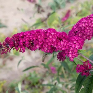 budleja dávidova royal red, buddleja davidii royal red, budleja dávidova