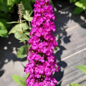 budleja dávidova royal red, buddleja davidii royal red, budleja dávidova