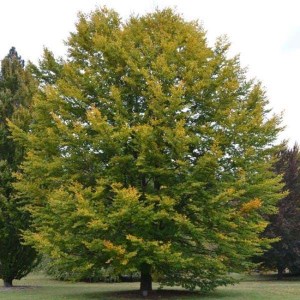 buk lesný, fagus sylvatica, fagus, buk, buky, buk lesny, sadenice buku, sadenica buku, sadenice buk, buk obyčajný, buk lesny 80-100cm