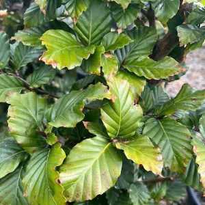 buk lesný, fagus sylvatica, fagus, buk, buky, buk lesny, sadenice buku, sadenica buku, sadenice buk, buk obyčajný, buk lesny 180-200cm