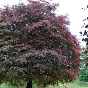 buk lesný atropunicea, fagus sylvatica atropunicea, fagus, buk, buky, buk lesny, buk lesný atropunicea 300-350cm