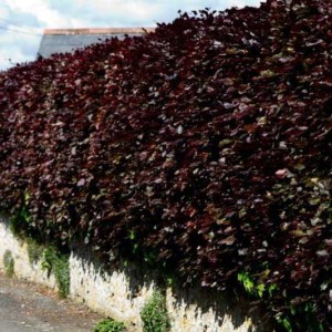 buk lesný atropunicea, fagus sylvatica atropunicea, fagus, buk, buky, buk lesny