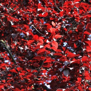 buk lesný black swan,fagus sylvatica black swan,okrasný buk,purpurové listy,tmavolistý strom,solitér,záhrada,park