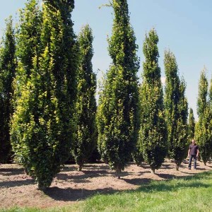 buk lesný dawyck gold, buk zlatý dawyck gold, fagus sylvatica dawyck gold, buk zlatý, buk zlaty, dawyck gold