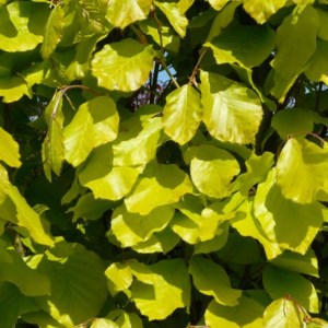 buk lesný dawyck gold, fagus sylvatica dawyck gold, buk lesný, buk dawyck gold, fagus dawyck gold, fagus sylvatica