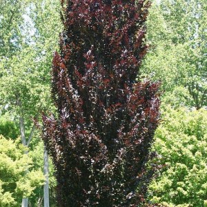 Buk lesný dawyck purple, fagus sylvatica dawyck purple, červený buk