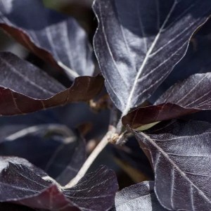 Buk lesný dawyck purple, fagus sylvatica dawyck purple, červený buk