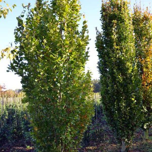 buk lesný dawyck, fagus sylvatica dawyck, buk lesný, buk dawyck, fagus dawyck, fagus sylvatica