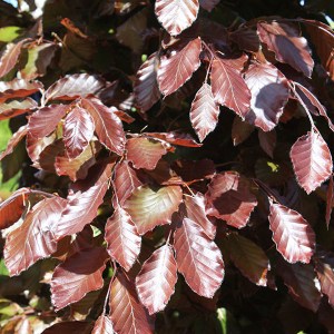 buk lesný purpurea, fagus sylvatica purpurea, fagus, buk, buky, buk lesny purpurea, sadenice buku, sadenica buku, sadenice buk, buky