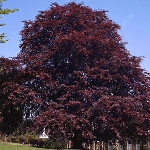 buk lesný purpurea, fagus sylvatica purpurea, fagus, buk, buky, buk lesny purpurea, sadenice buku, sadenica buku, sadenice buk, buky