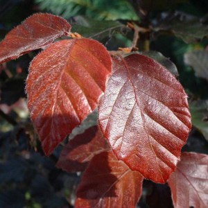 buk lesný purpurea mayor, fagus sylvatica purpurea mayor, buk purpurea mayor, fagus purpurea mayor, buk lesný mayor, fagus sylvatica mayor