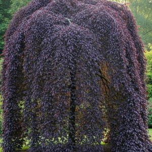 buk lesný purpurea pendula,fagus sylvatica purpurea pendula,previsnutý buk,purpurové listy,okrasný strom,solitér,záhrada,park