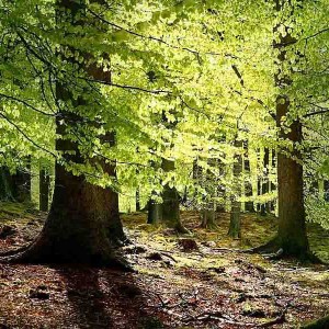 buk lesný, fagus sylvatica, fagus, buk, buky, buk lesny, sadenice buku, sadenica buku, sadenice buk, buk obyčajný, sadenica buk lesný