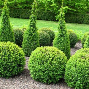 krušpán vždyzelený tvar kužeľ, buxus sempervirens, krušpán, kruspan, krušpán vždyzelený, kruspan vzdyzeleny, buxus, buxus tvar kužeľ, buxus tvar kužeľ 120cm